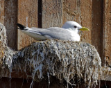 Black-legged Kittiwake (Rissa tridactyla) Norway - Vardo