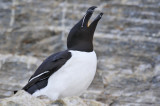 Razorbill (Alca torda) Norway - Vardø - Hornøya