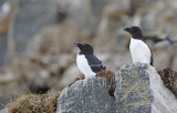 Razorbill (Alca torda) Norway - Vardø - Hornøya