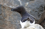 Razorbill (Alca torda) Norway - Vardø - Hornøya