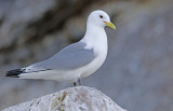 Black-legged Kittiwake (Rissa tridactyla) Norway - Vardø - Hornøya