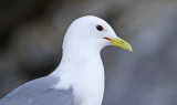 Black-legged Kittiwake (Rissa tridactyla) Norway - Vardø - Hornøya