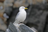 Black-legged Kittiwake (Rissa tridactyla) Norway - Vardø - Hornøya