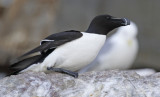 Razorbill (Alca torda)