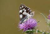 Lepidoptera: Butterflies and moths