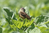 Ortolan Bunting (Emberiza hortulana)