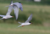 Birds of the Western Palearctic