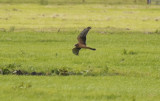 Pallid Harrier (Circus macrourus) Juvenile - Waterland - Bloemendalergouw (NH) 