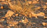 Temmincks Lark (Eremophila bilopha) Morocco - Tagdilt Track