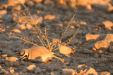 Temmincks Lark (Eremophila bilopha) Morocco - Tagdilt Track