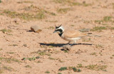 Temmincks Lark (Eremophila bilopha) Morocco - Tagdilt Track