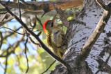 Levaillants Woodpecker (Picus vaillantii) Morocco - Tahannaout