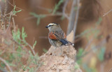 Black-crowned Tchagra ssp cucullatus (Tchagra senegalus cucullatus) Morocco - Massa