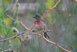 Common Linnet ssp mediterranea (Linaria cannabina mediterranea) Morocco - Marrakech