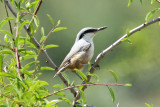 Western Rock Nuthatch (Sitta neumayer)