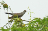 Common Cuckoo (Cuculus canorus)