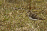Temminck's Stint (Calidris temminckii) Norway - Vardø