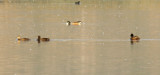 Black-headed Duck (Heteronetta atricapilla) Chile - Región Metropolitana - Batuco Wetlands