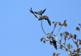 Blue-and-white Swallow (Notiochelidon cyanoleuca) Chile - Región Metropolitana - Farrelones