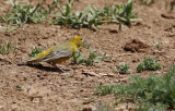  Greater Yellow-Finch (Sicalis auriventris) Chile - Región Metropolitana - Farrelones 