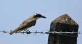 Boat-billed Flycatcher (Megarynchus pitangua) Suriname - Airport