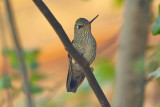 Green-backed Firecrown  (Sephanoides sephaniodes) Chile - Maule