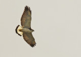 Variable Hawk (Geranoaetus polyosoma polyosoma) Chile - Villarrica NP