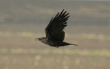 Brown-necked Raven (Corvus ruficollis) Morocco - Bni MHamed Sijelmassa