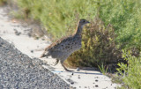 Grey-winged Francolin (Scleroptila afra) Jacobs Bay, Western Cape