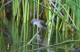 Lesser Swamp Warbler (Acrocephalus gracilirostris) Cape Town - Green Point