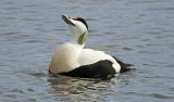 Common Eider (Somateria mollissima) Norway - Vardo