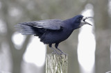  Rook (Corvus frugilegus) Gilze (NB)