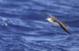 Manx Shearwater (Puffinus puffinus) Madeira, Windbirds Pelagic trip