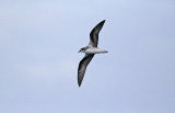 Zinos Petrel (Pterodroma madeira) Madeira, Windbirds Pelagic trip