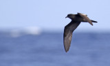 Bulwers Petrel (Bulweria bulwerii) Madeira, Windbirds Pelagic trip