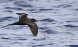 Bulwers Petrel (Bulweria bulwerii) Madeira, Windbirds Pelagic trip