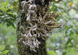 Laurobasidium lauri - Madeira - Parque Natural do Ribeiro Frio