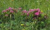 Alpenrose (Rhododendron ferrugineum) Germany - Bayern - Wank Gipfel