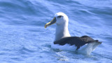 Bullers Albatross (Thalassarche bulleri) Chile - Pacific Ocean - Valparaiso