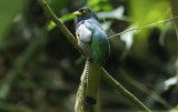 Choco Black-throated Trogon (Trogon cupreicauda) *male* RN Cañon del Río Claro, Antioquia, Colombia