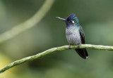 Violet-headed Hummingbird (Klais guimeti) Nectar & Pollen Reserve, Limón, Costa Rica