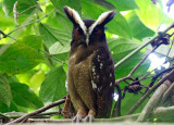 Crested Owl (Lophostrix cristata stricklandi) Donde Cope, La Unión de Guápiles, Limón, Costa Rica