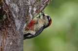 Black-cheeked Woodpecker (Melanerpes pucherani) Nectar & Pollen Reserve, Limón, Costa Rica