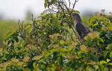 Common Cuckoo (Cuculus canorus) Wagbachniederung NSG, Baden-Württemberg, Germany
