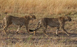 Southeast African Cheetah (Acinonyx jubatus jubatus) Masai Mara National Reserve, Kenya