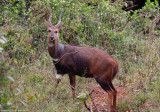 Bushbuck (Tragelaphus scriptus sylvaticus) Nairobi National Park, Kenya