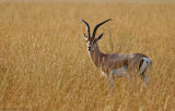 Robertss Gazelle (Nanger granti robertsi) Masai Mara National Reserve, Kenya