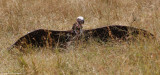 Lappet-faced Vulture (Torgos tracheliotos) Masai Mara National Reserve, Kenya