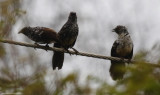 Hindes Babbler (Turdoides hindei) Near Tana River bridge, Makuyu, Kenya