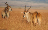 East African Eland (Tragelaphus oryx pattersonianus) Masai Mara National Reserve